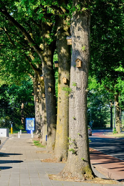 Existe-t-il des pr&eacute;dateurs naturels pour lutter contre les chenilles processionnaires&nbsp;?