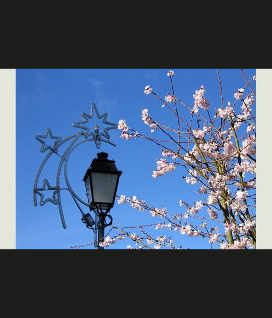 Les bourgeons de janvier