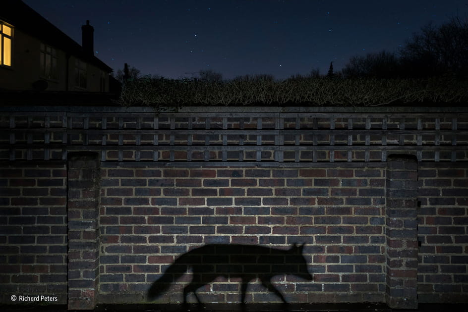 L'ombre du renard