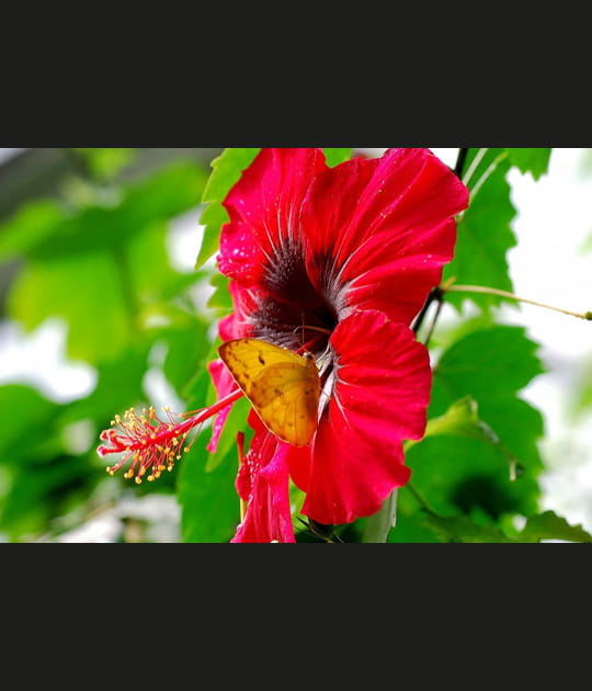 Hibiscus et papillon