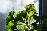 Voici comment faire hiverner votre géranium, il refleurira magnifiquement au printemps