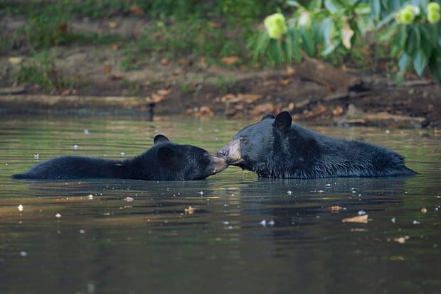 L'Ours baribal
