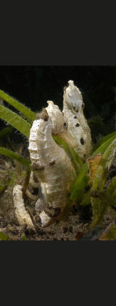 Couples d'hippocampes