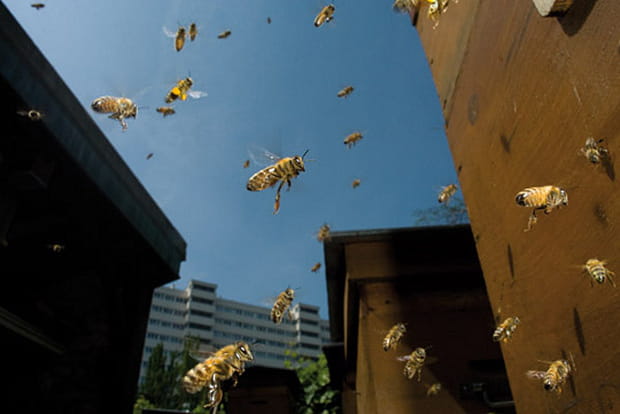 Les villes, refuges inespérés pour les abeilles