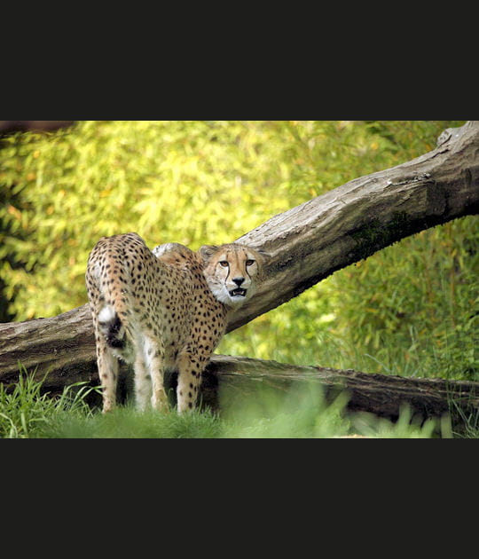 Le zoo d'Amn&eacute;ville