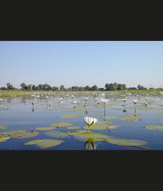 L'Okavango, Botswana