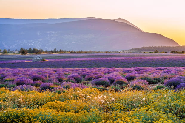 Sur les contreforts du mont Ventoux