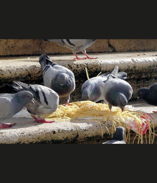 Pigeons romains en plein festin