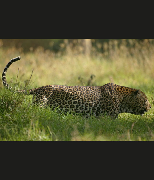 Approche silencieuse