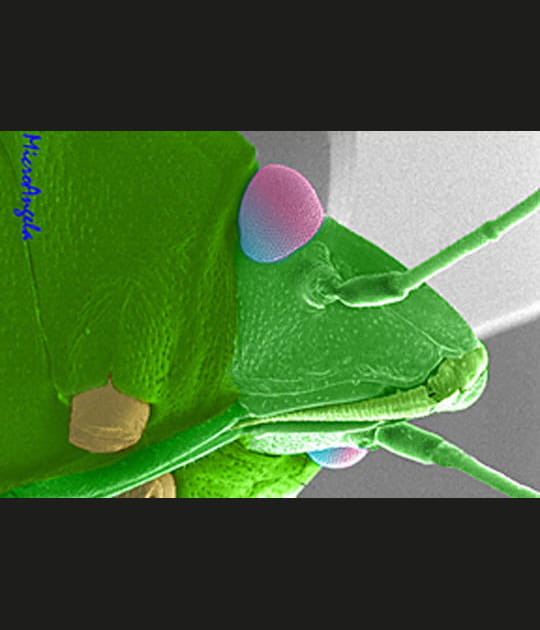 Des insectes qui sentent fort