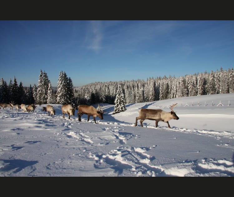 A la rencontre des animaux du Grand Nord