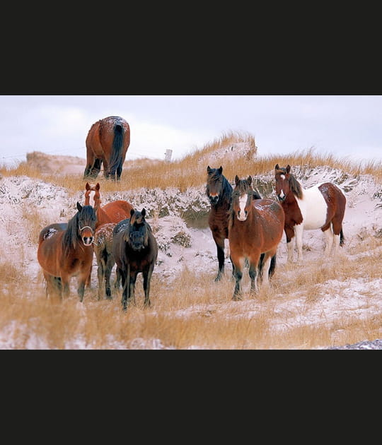 Chevaux sur l'isthme de Langlade