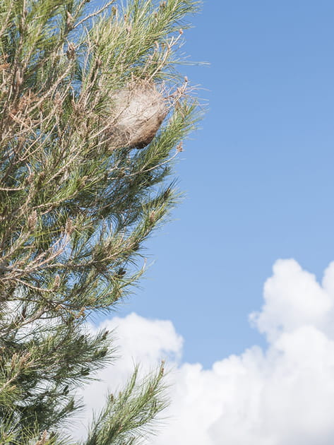 Le bacillus thuringiensis