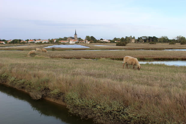 Les marais d'Olonne, Vendée