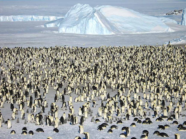 6 000 manchots en Antarctique