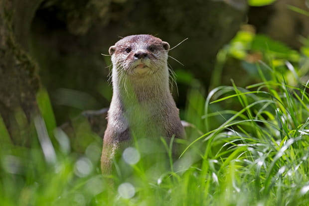 La Loutre d'Asie
