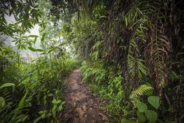 La réserve forestière Sinharaja