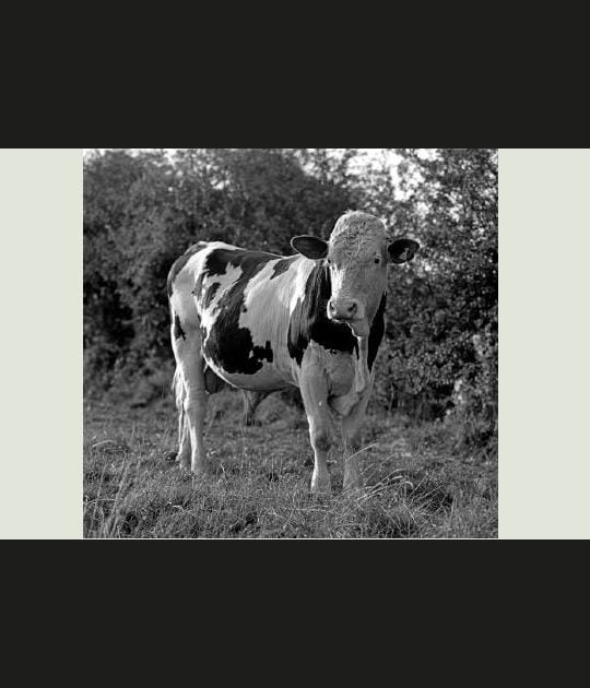 Dans le pr&eacute;