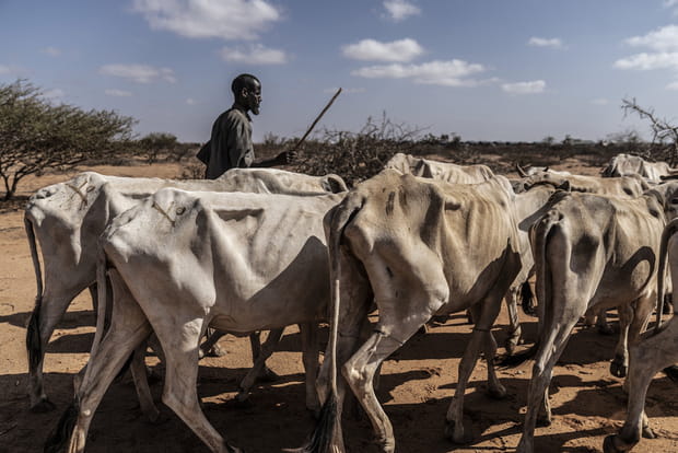 Sécheresse en Somalie