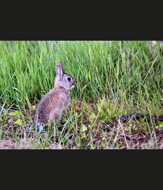 Le lapin de Garenne