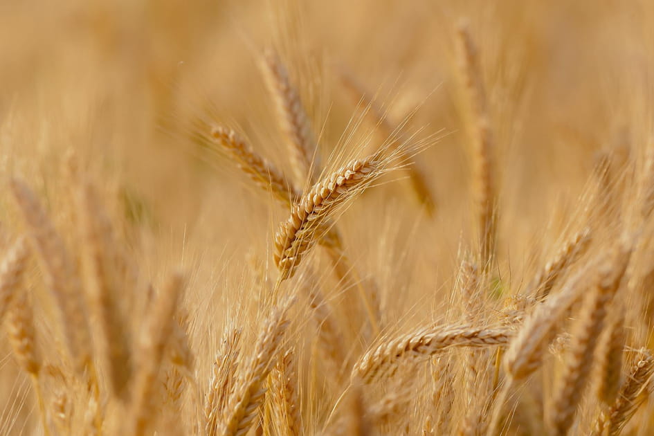 Des changements de climat qui affectent l'agriculture