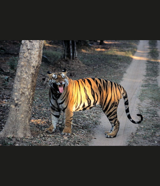 Le tigre, un pr&eacute;dateur nocturne
