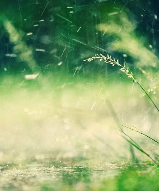 Pluies abondantes au printemps : un bienfait pour&nbsp;la nature