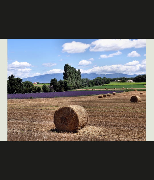 Chaumes et lavandes