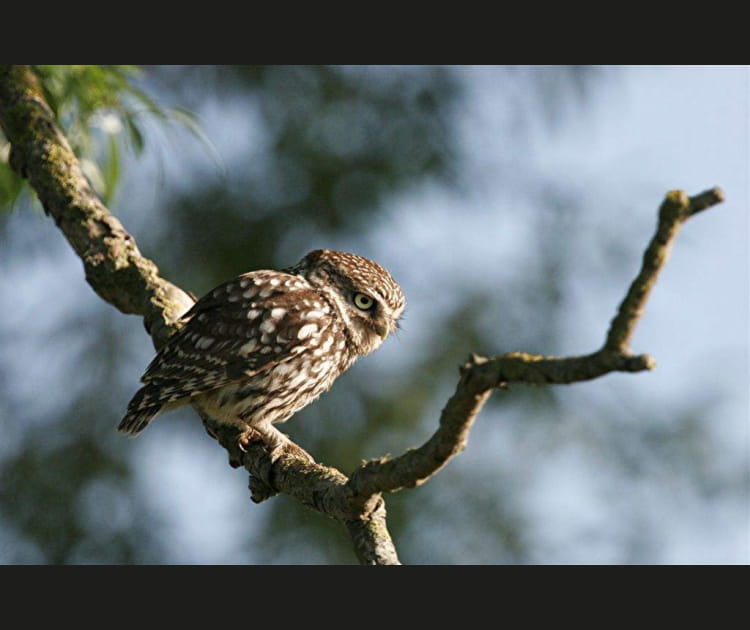 Le royaume de la chouette chev&ecirc;che