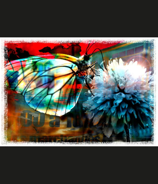 Coup de coeur Papillon #4