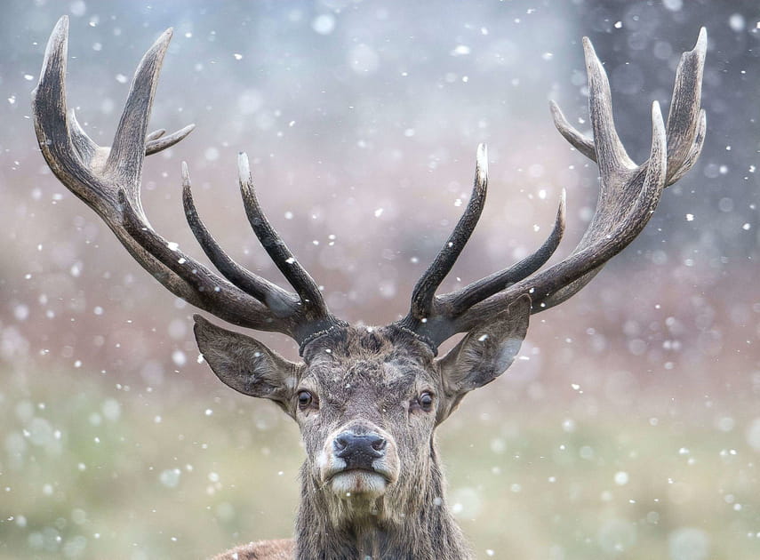 Cerf et flocons