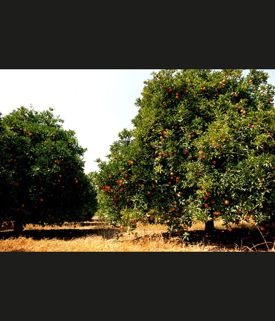 Orangers