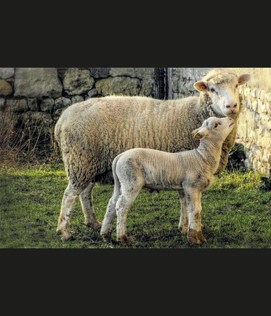 Brebis et son petit