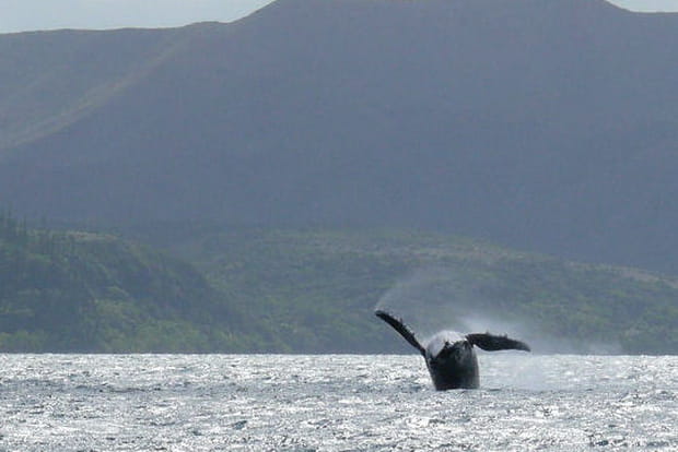 La vie sauvage