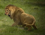 Animal Fight Club