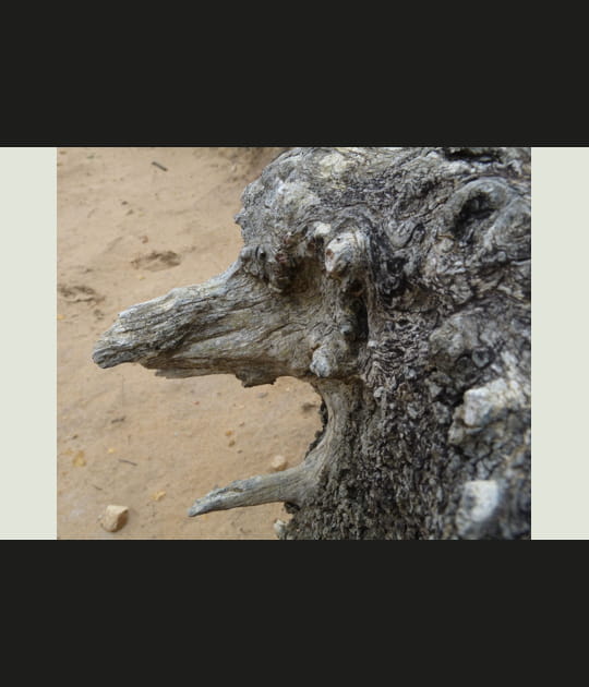 Sculpture naturelle
