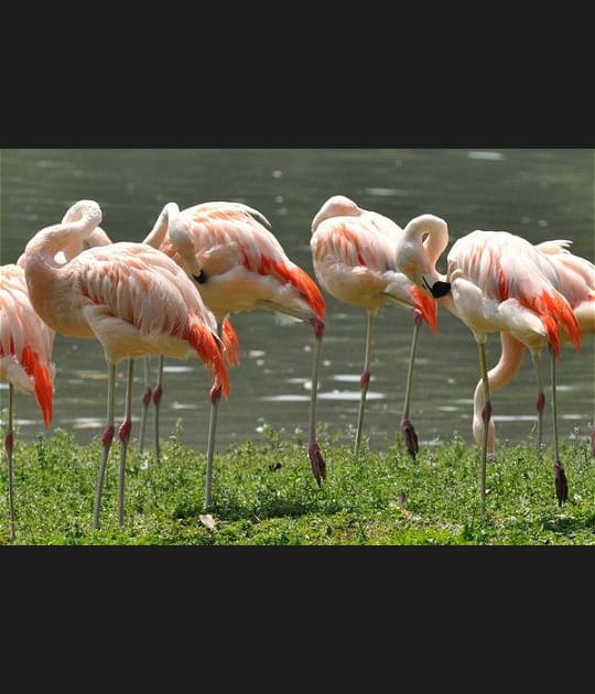 Ballet de flamants roses