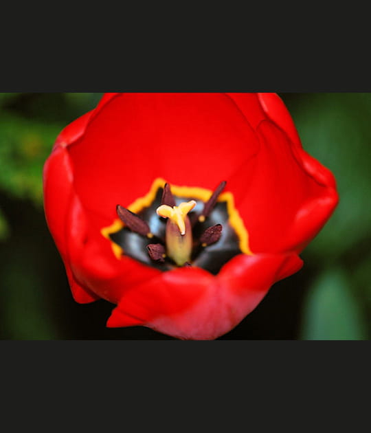 C&oelig;ur de tulipe
