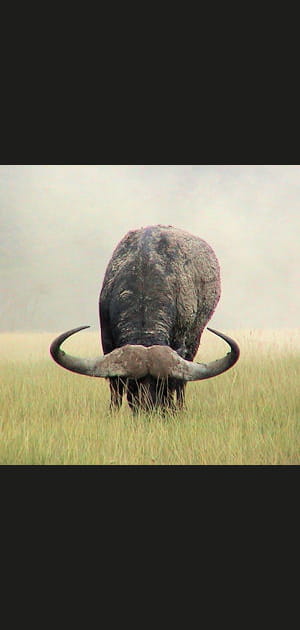 7&nbsp;heures&nbsp;: temps libre pour les buffles