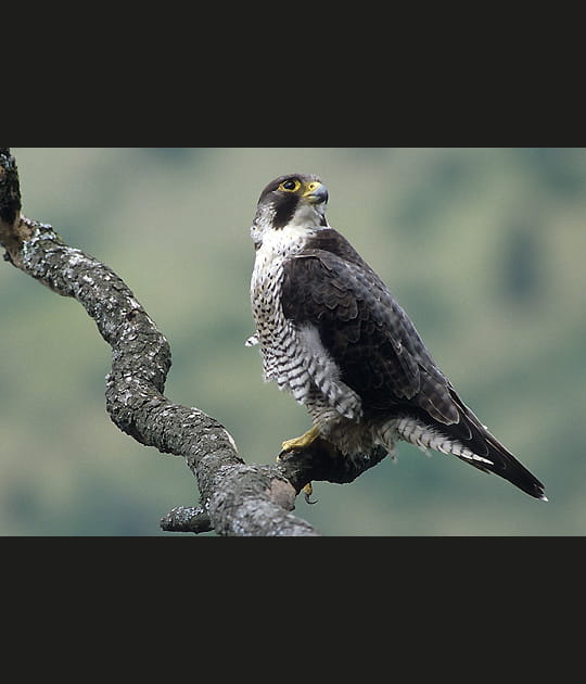 Le farouche faucon p&egrave;lerin