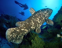 Le coelacanthe : Plongée vers nos origines