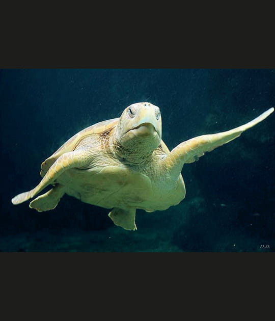 Tortue de mer