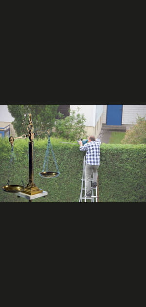Dans quel cas devez-vous couper vos arbres&nbsp;?