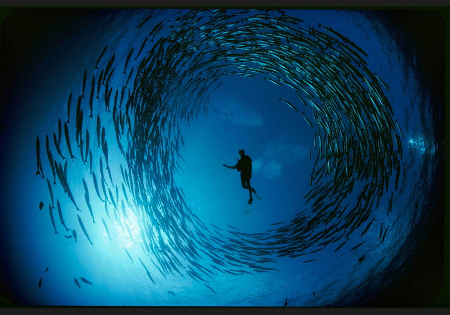 Naturaliste prisonnier des barracudas