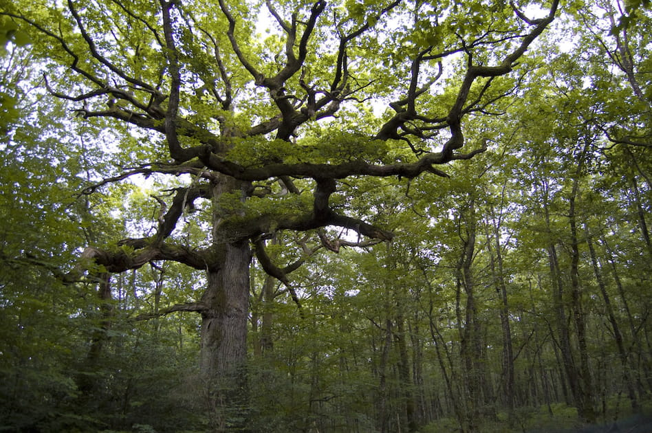 La for&ecirc;t de Broc&eacute;liande en Bretagne