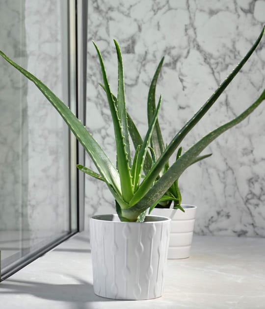 L'alo&eacute; vera, une plante peu exigeante tout au long de l'ann&eacute;e