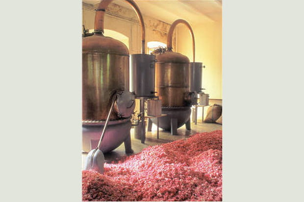 Alambics et tapis de roses