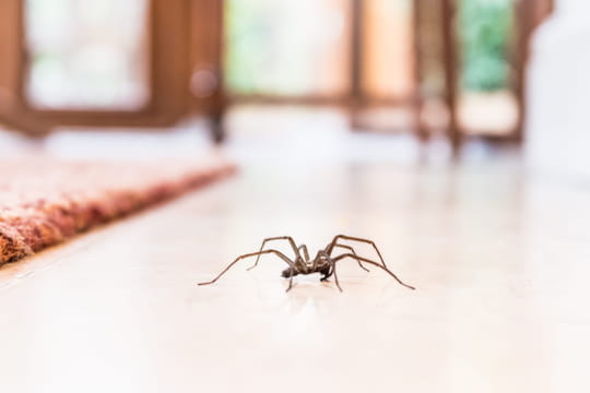 Gardez les araign&eacute;es hors de la maison gr&acirc;ce &agrave; cet ingr&eacute;dient de cuisine que l'on a tous