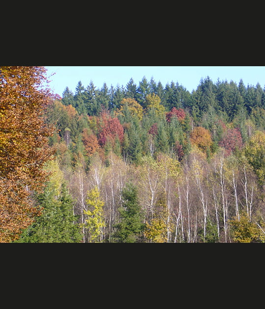 Toujours l'automne