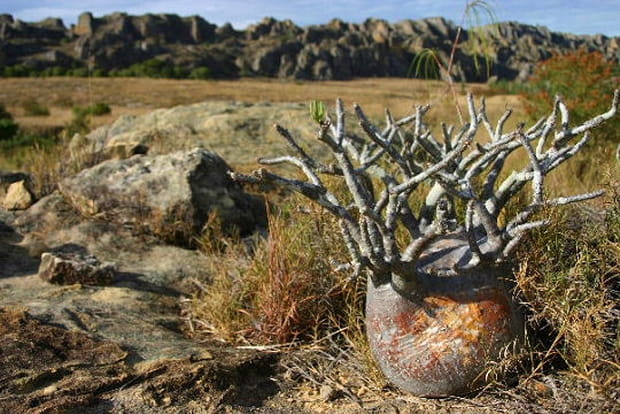 Attention : Pachypodium